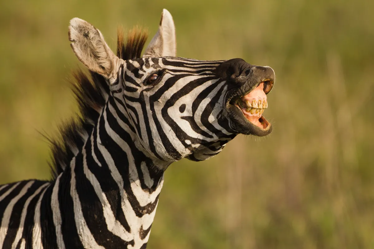 Plains zebra (Equus burchelli) making noise in the Ngorongoro Crater, Serengeti National Park, Tanzania