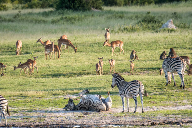 zim wildlife - plains zebra stock pictures, royalty-free photos & images