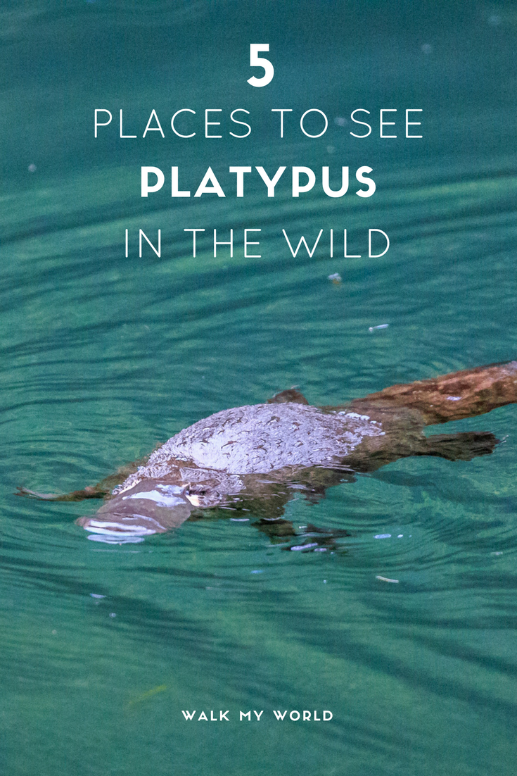 Platypus are the hardest of all Australian animals to spot in the wild. However, if you got to any of these five spots you'll have a good chance of seeing one.