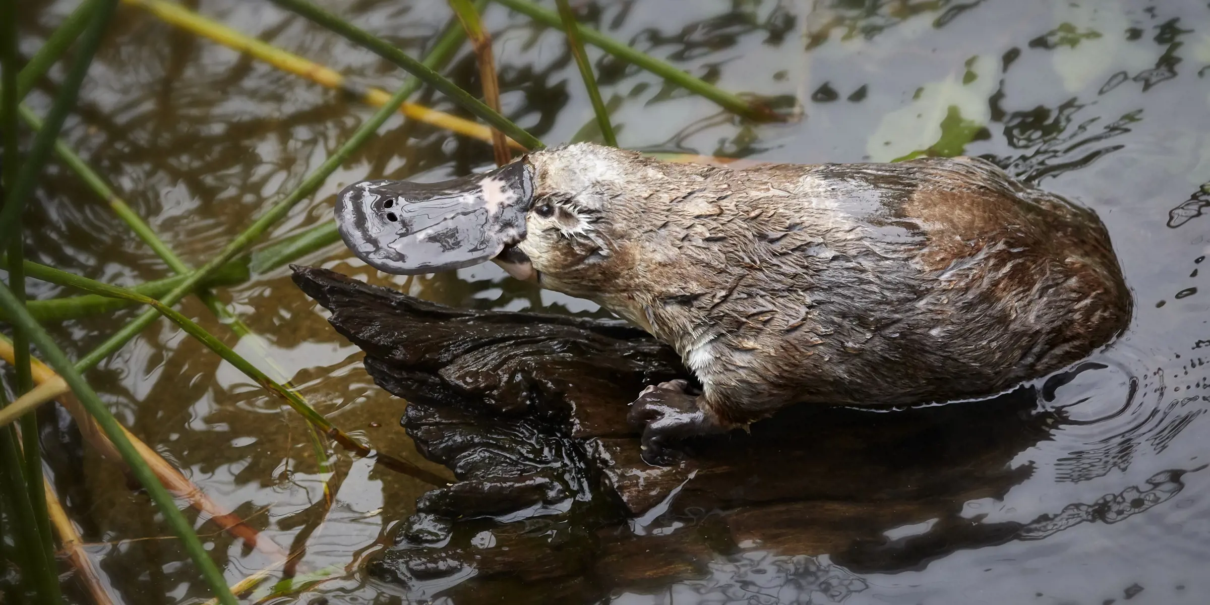 Platypus in the wild