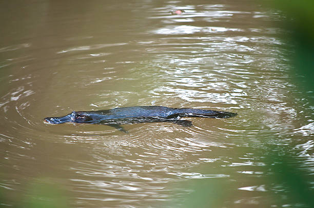 platypus in the wild - platypus swimming stock pictures, royalty-free photos & images