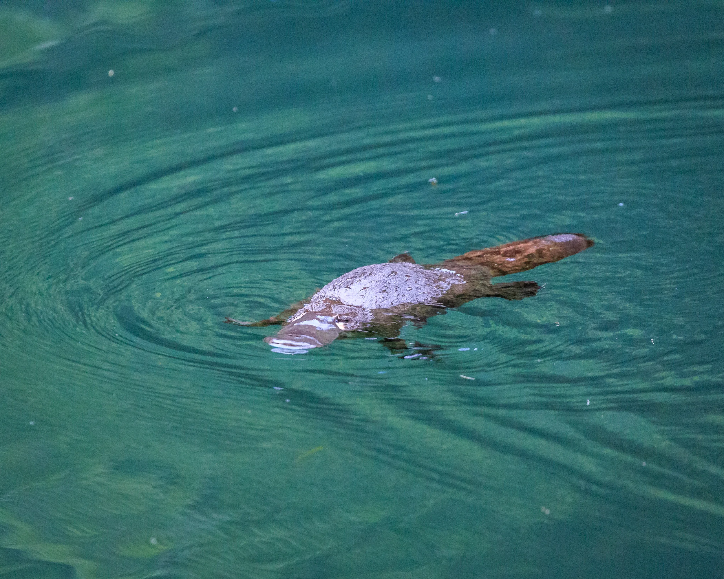 8 places to see platypus in the wild