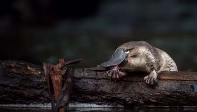 Platypus swimming, head above water, in a natural environment.