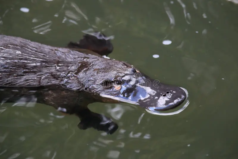 A platypus floating in a creek on the Eungella National Park , Queensland, Australia, animals, australien, fluss, mammals, natur, nature, ornithorhynchus, anatinus, river, water, wild, wilderness, clean, mammalia, monotremata, qld, swimming. Platypus stock images, royalty-free photos and pictures