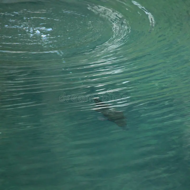An unique Australian animal, the Platypus - very difficult to spot in nature - dives into the Blue Lake of Jenolan Caves, NSW, Australia. Platypus stock images, royalty-free photos and pictures