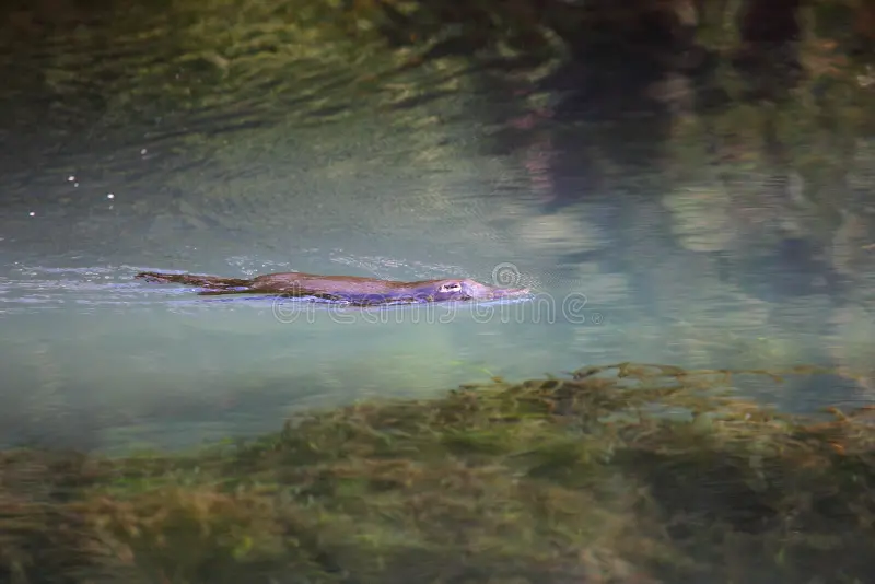 A Platypus - an unique Australian animal - swimming in its natural habitat, the Blue Lake of Jenolan Caves, NSW, Australia. Platypus stock images, royalty-free photos and pictures
