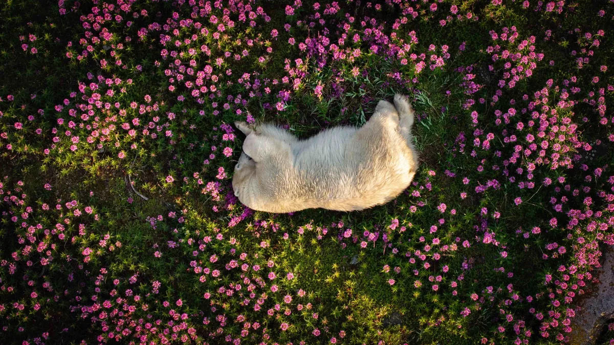 A polar bear lies in a field of pink flowers