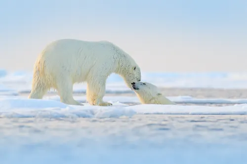 ARC St Arctic Canada Polar Bear Shutterstock Ondrej Prosicky