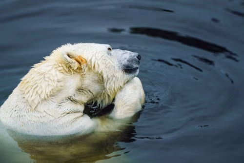 Free A polar bear peacefully floating in cold, tranquil waters. Wildlife photography captures the essence of the Arctic. Stock Photo