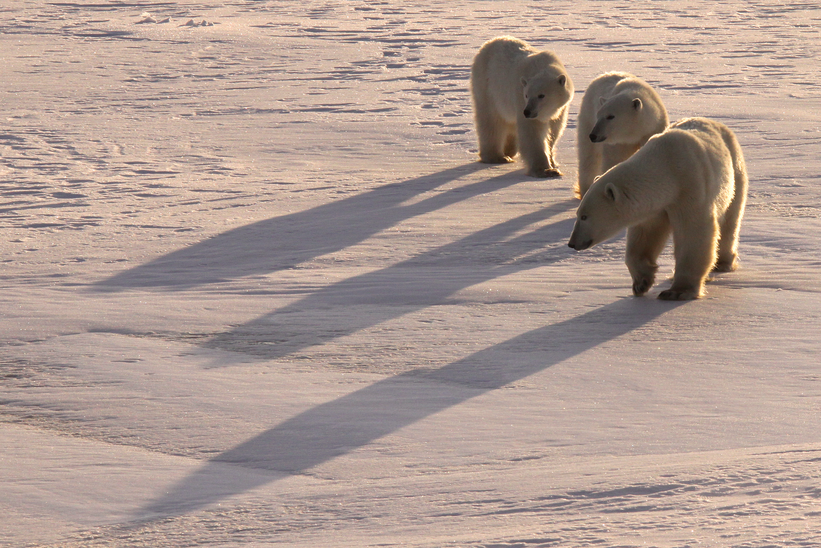 Polar bear tracking allows WWF to receive regular updates about polar bears’ locations and how they may be affected by climate change. Photo (c) Melissa Scott