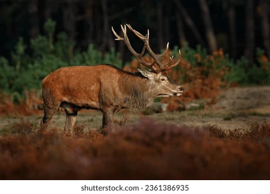Red Deer in the wild