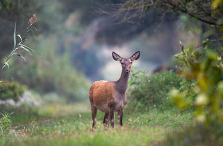 Portrait of hind red deer female in forest looking at camera wildlife in natural habitat