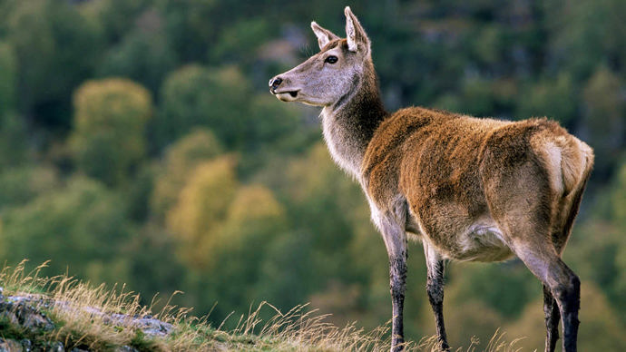 Red Deer flying