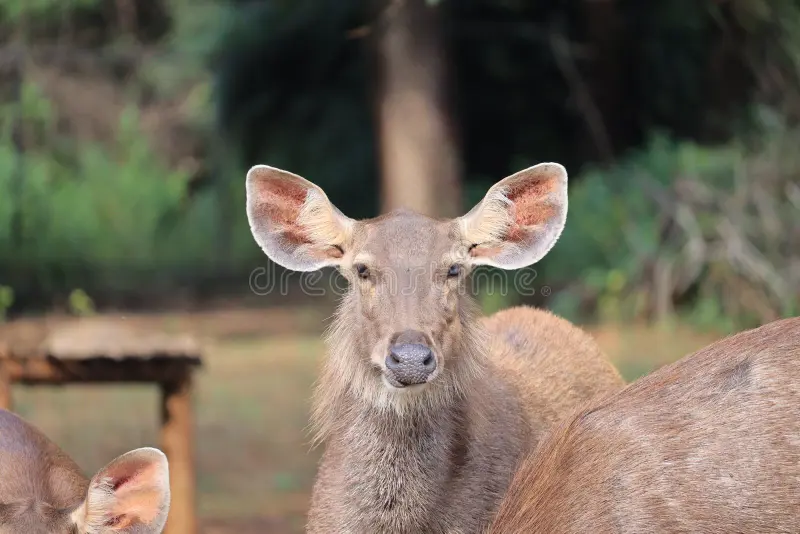 Great Adult Noble Red Deer With Big Horns, Beautifully Turned Head. European Wildlife Landscape With Deer Stag. Portrait Of Lonely Deer With Big Antlers At Birch Forest Background. chennai, animal, mammal, nature, fur, grooved, tree, male, roar, season, hunting, fall, roaring, buck, seasonal, autumn, antelope, park, safari, wilderness, african, game, grass, savanna, impala, brown, female, natural, kruger, national, kenya, reserve, bush, gazelle, closeup, herbivore, conservation, young, fauna, ou