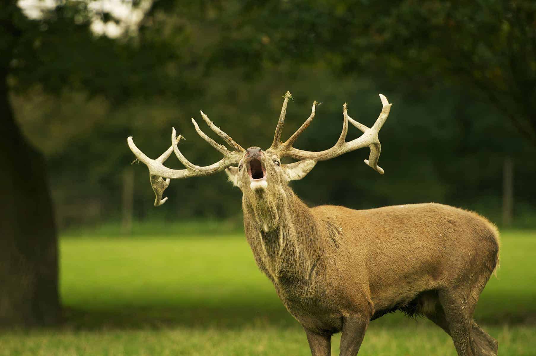 Red Deer flying