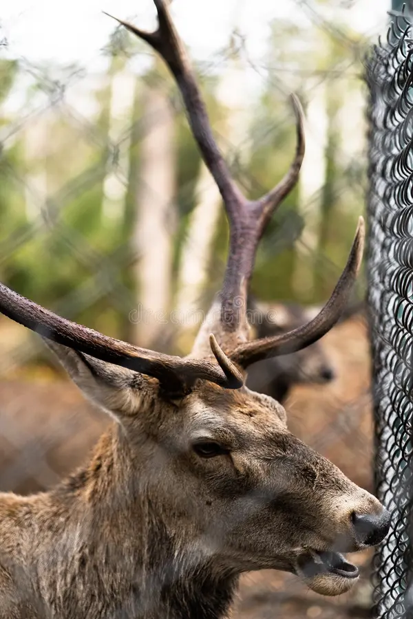 Great Adult Noble Red Deer With Big Horns, Beautifully Turned Head. European Wildlife Landscape With Deer Stag. Portrait Of Lonely Deer With Big Antlers At Forest Background. Great red deer stock images, royalty-free photos and pictures