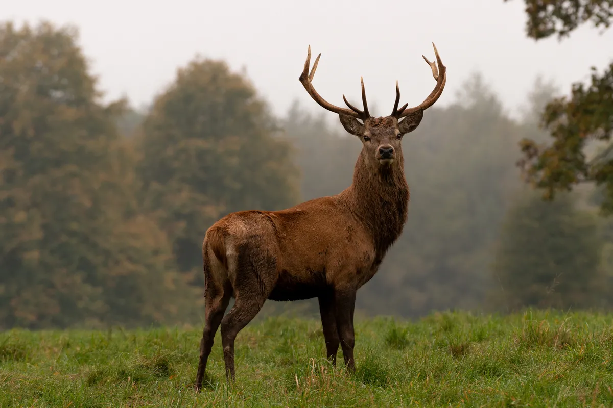 Deer stag looking in the camera
