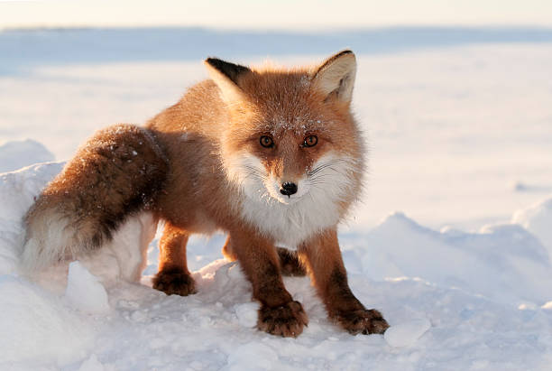 Foxy Look. Red fox. Wildlife. Arctic,  Kolguev Island, Barents Sea, Russia. red fox tail stock pictures, royalty-free photos & images