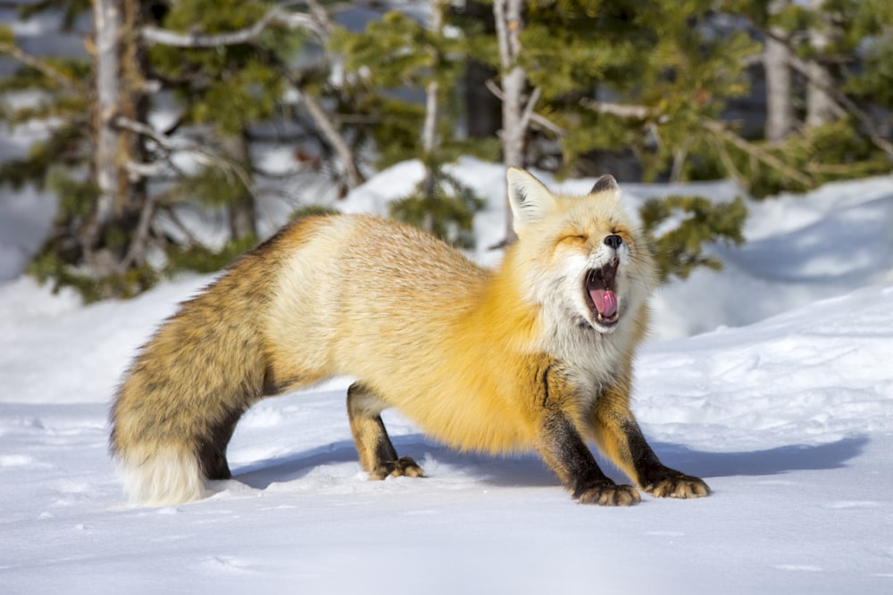Red fox in natural habitat representing life cycle and survival in the wild
