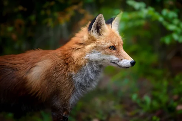 Red fox, vulpes vulpes in forest. Wild animal in natural environment. Wildlife scene from nature - Photo, Image