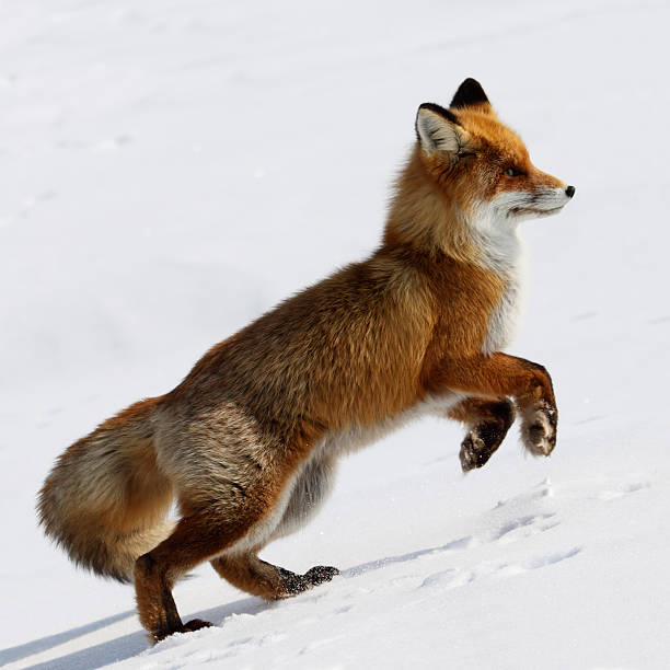 Running Fox. Red fox. Wildlife. Arctic. red fox running stock pictures, royalty-free photos & images