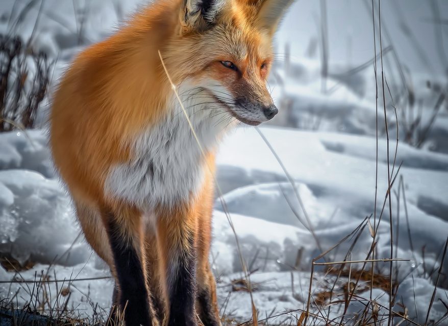 Red Fox in the wild