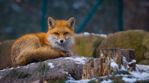 Free A serene red fox lying on a snowy log in a German forest. Perfect for wildlife photography enthusiasts. Stock Photo