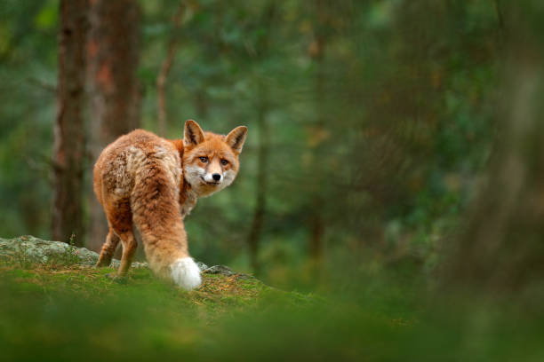 Fox in green forest. Cute Red Fox, Vulpes vulpes, at forest with flowers, moss stone. Wildlife scene from nature. Animal in nature habitat. Fox hidden in green vegetation. Animal, green environment. Fox in green forest. Cute Red Fox, Vulpes vulpes, at forest with flowers, moss stone. Wildlife scene from nature. Animal in nature habitat. Fox hidden in green vegetation. Animal, green environment. fox stock pictures, royalty-free photos & images