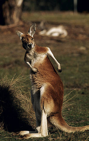 Red kangaroo (Macropus rufus); Australia 
    © Martin HARVEY / WWF