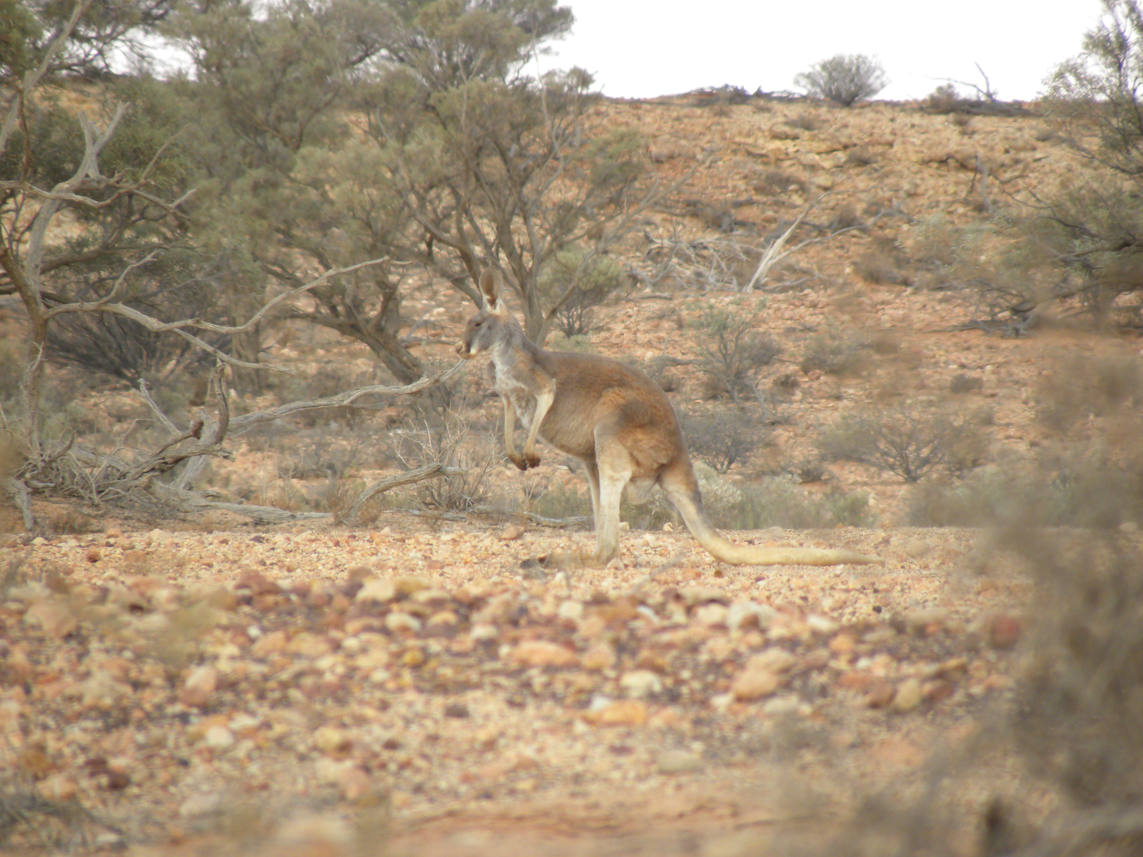 Red Kangaroo flying
