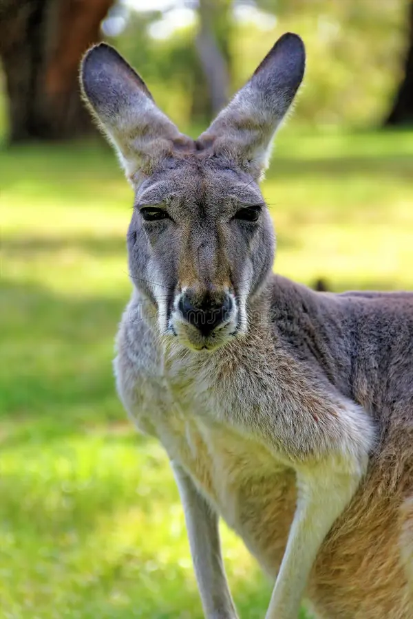 Red kangaroo in a natural habitat, Australia. Red kangaroo habitat stock images, royalty-free photos and pictures