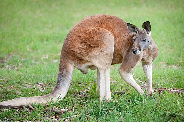 fullgrown kangaroo in wildlife (xxxl) - red kangaroo stock pictures, royalty-free photos & images