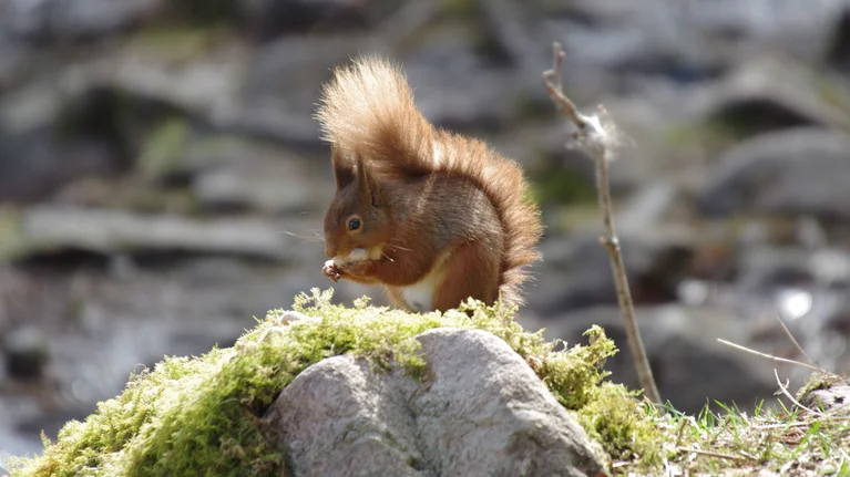 Red squirrel sitting on a mossy rock eating a nut