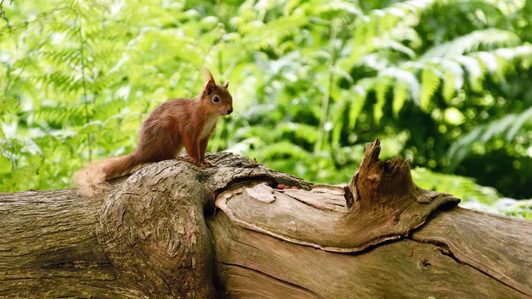 Red squirrel sitting on a fallen tree trunk on Brownsea Island, Dorset