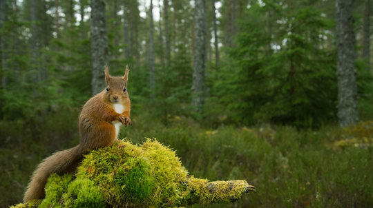 Red Squirrel in the wild