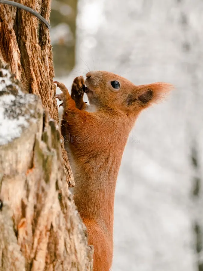 Red Eurasian Squirrel on a tree in snowy winter. Cute close-up portrait of a wild animal rodent. Nature Europe. Red squirrel close up face stock images, royalty-free photos and pictures