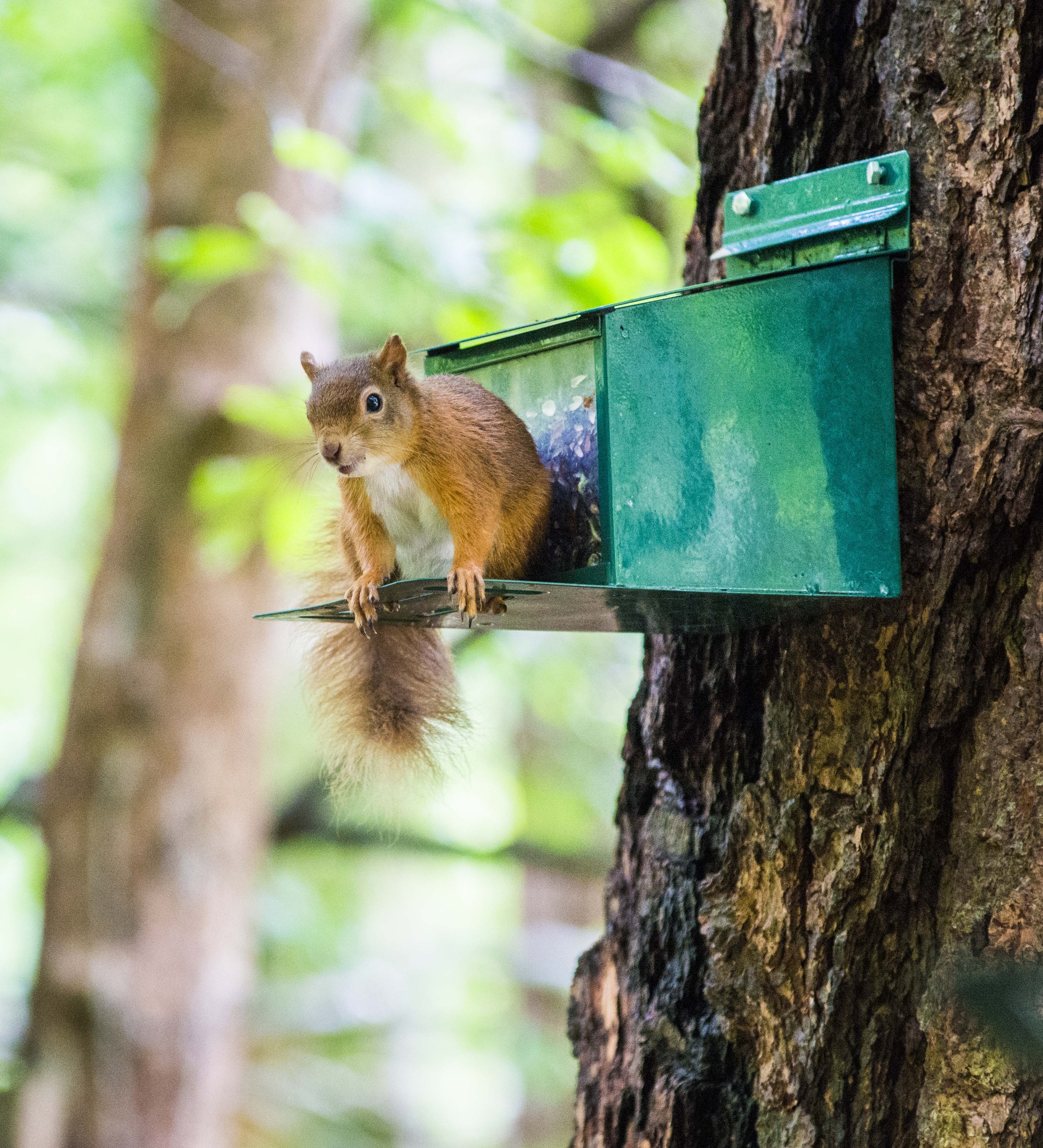 Red squirrel at feeding box, Glen Righ, near Fort William.