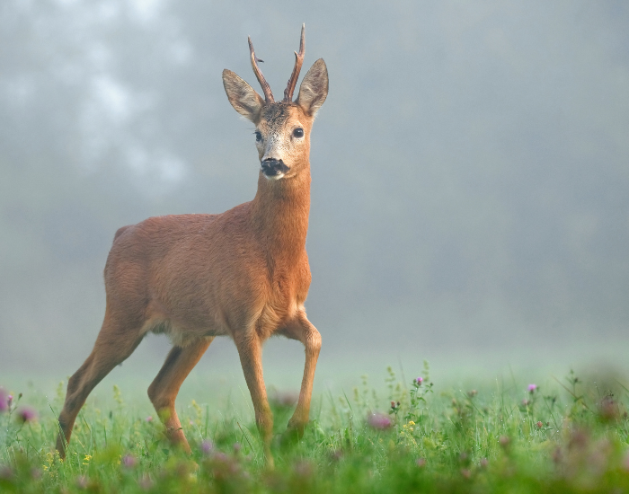 roe deer in its natural habitat