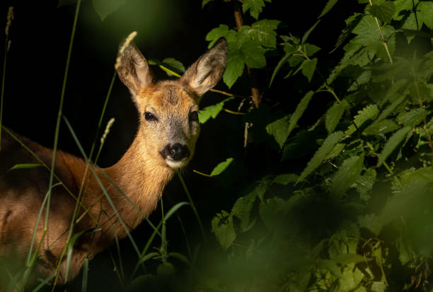 Female roe deer Young female roe deer (Capreolus capreolus) looking out of a dark forest, illuminated by the morning sunlight. deer roe deer animals in the wild side view stock pictures, royalty-free photos & images