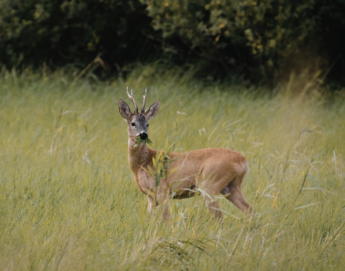 roe deers in its natural habitat