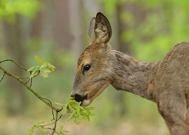 roe deer, Roe deer eating fresh oak leavesRoe deer eating fresh oak leavesRoe deer eating fresh oak leaves deer roe deer animals in the wild side view stock pictures, royalty-free photos & images