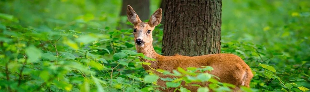 roe deer, wildlife, Cotswolds