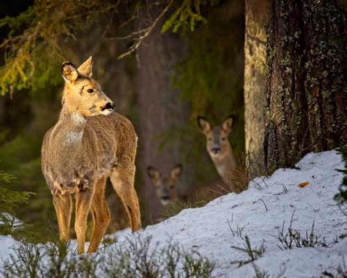 Free A roe deer stands in a snowy forest with others in the background, capturing the winter wildlife scene. Stock Photo
