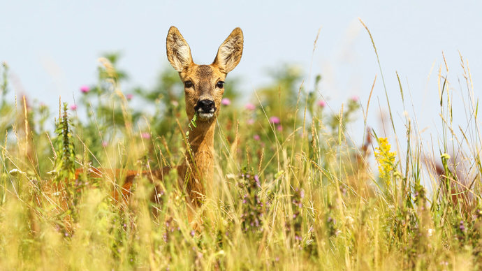 Roe Deer flying