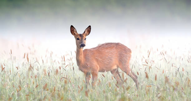 Roe Deer in the wild
