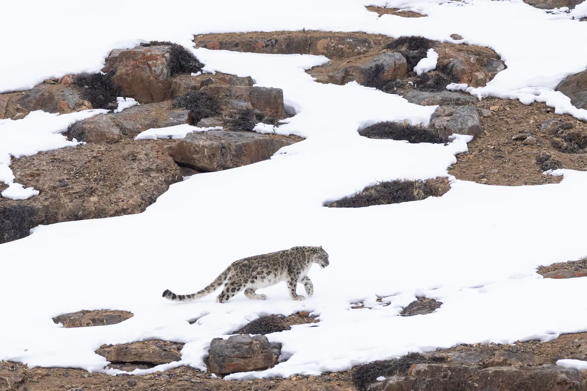 Snow Leopard flying