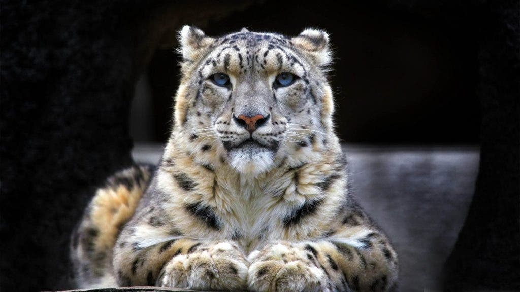 Majestic snow leopard with piercing blue eyes in its natural habitat, showcasing rare wildlife species.
