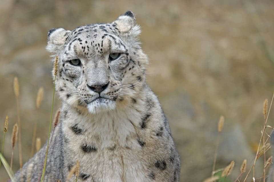 Snow Leopard in the wild