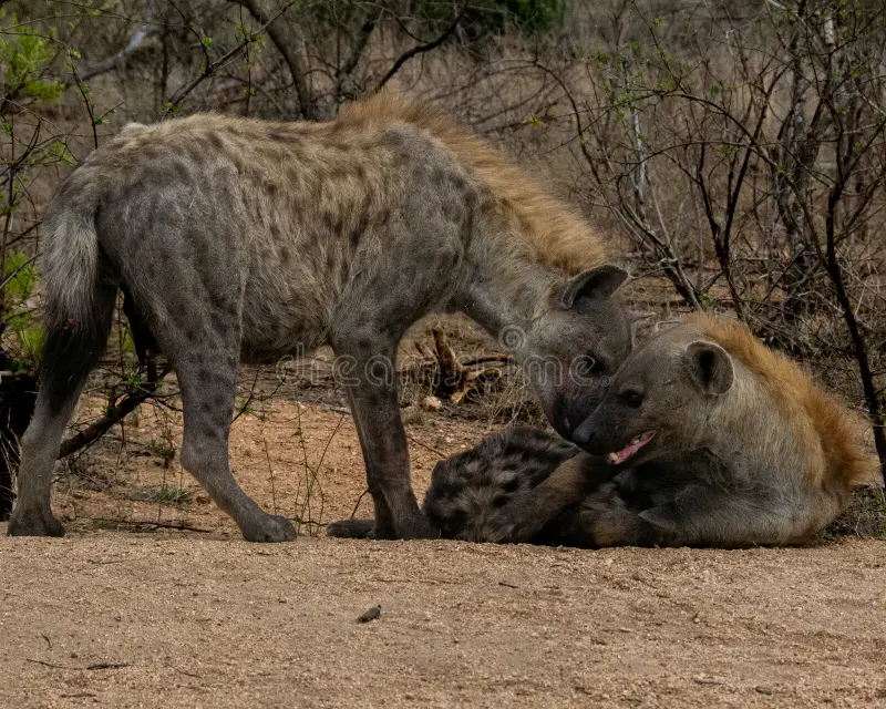 A spotted hyena stands watchfully in the open grassland, its muscular build and distinctive fur pattern clearly visible. This striking wildlife image is ideal for use in documentaries, educational content, and safari-related materials highlighting African predators and scavengers. Spotted hyenas stock images, royalty-free photos and pictures
