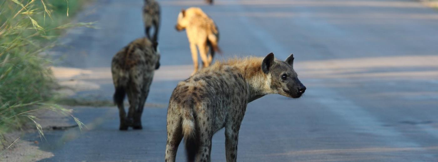 Spotted Hyena in the wild